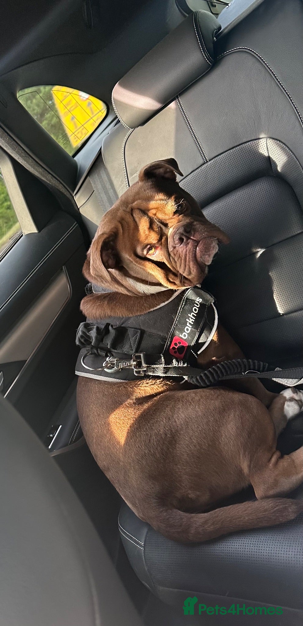 Olde English Bulldogge dogs Olde english bulldog for sale  - Advert 14