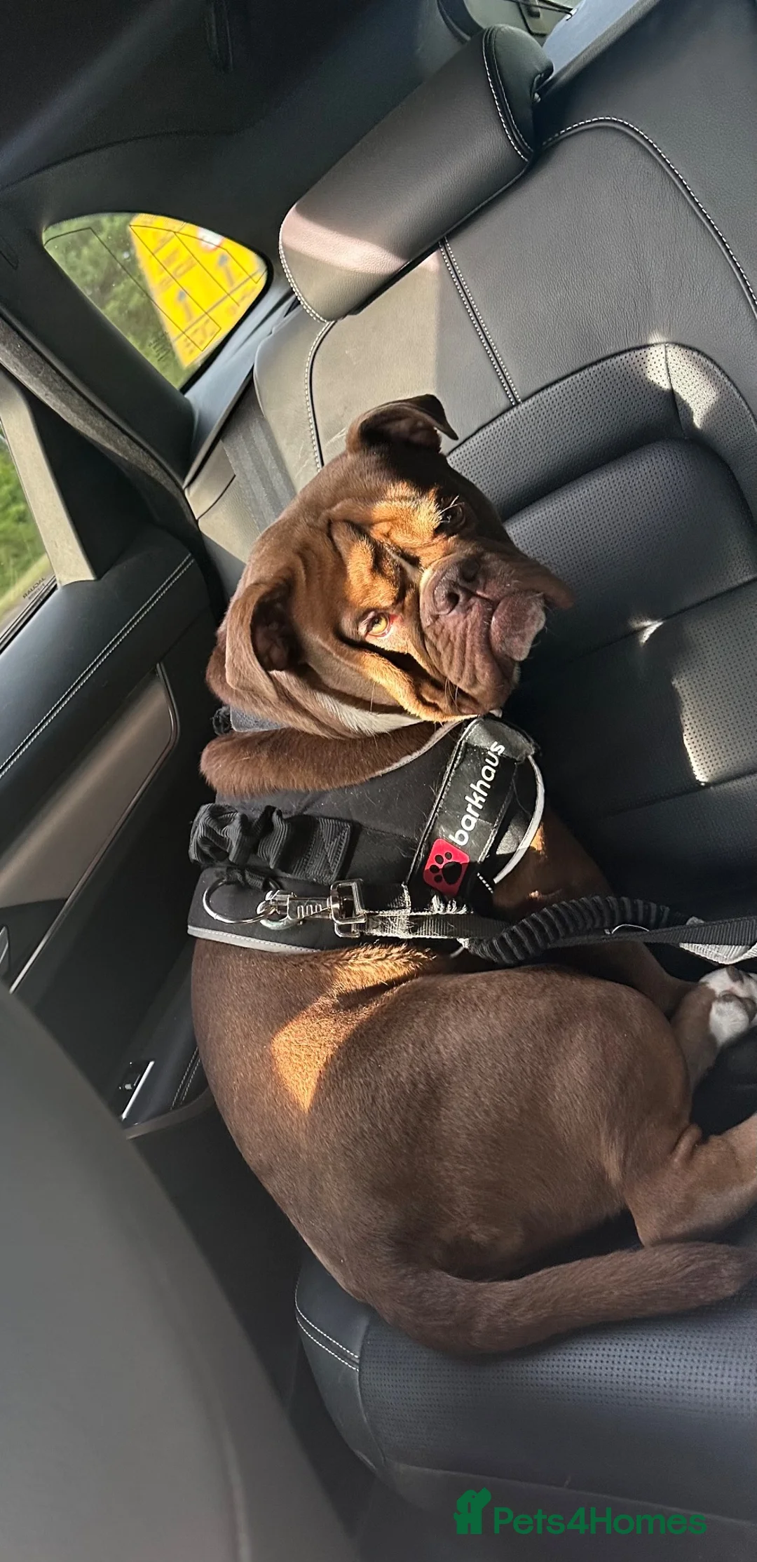 Olde English Bulldogge dogs for sale: Olde english bulldog for sale  - Advert 1