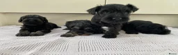 Miniature Schnauzer dogs for sale: 🐶 Miniature Schnauzer Puppy for Sale 🖤🤍 - Advert 3