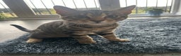 Mixed Breed cats for sale: 6 month old tabby kitten - Advert 6