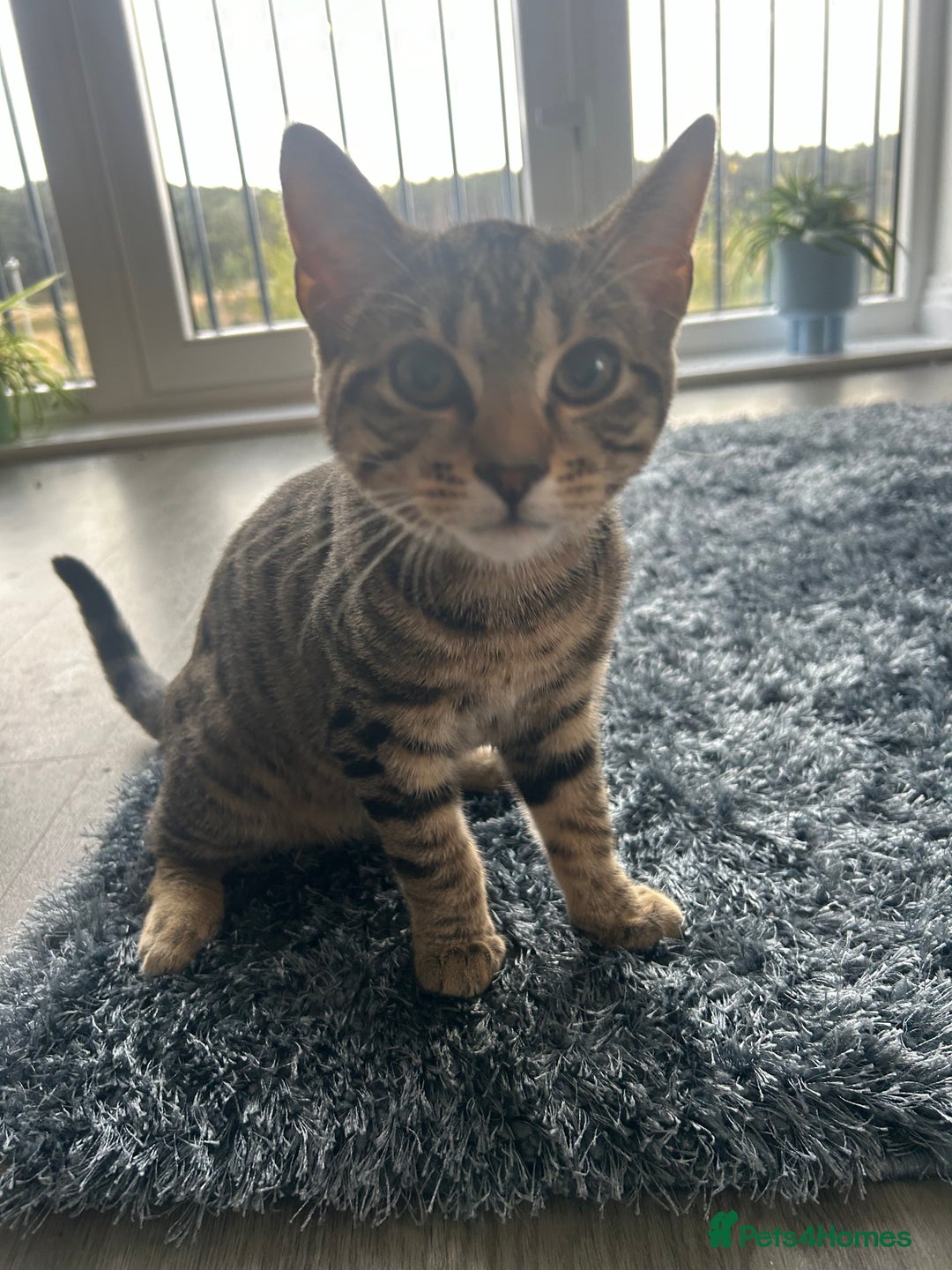 Mixed Breed cats for sale: 6 month old tabby kitten - Advert 6
