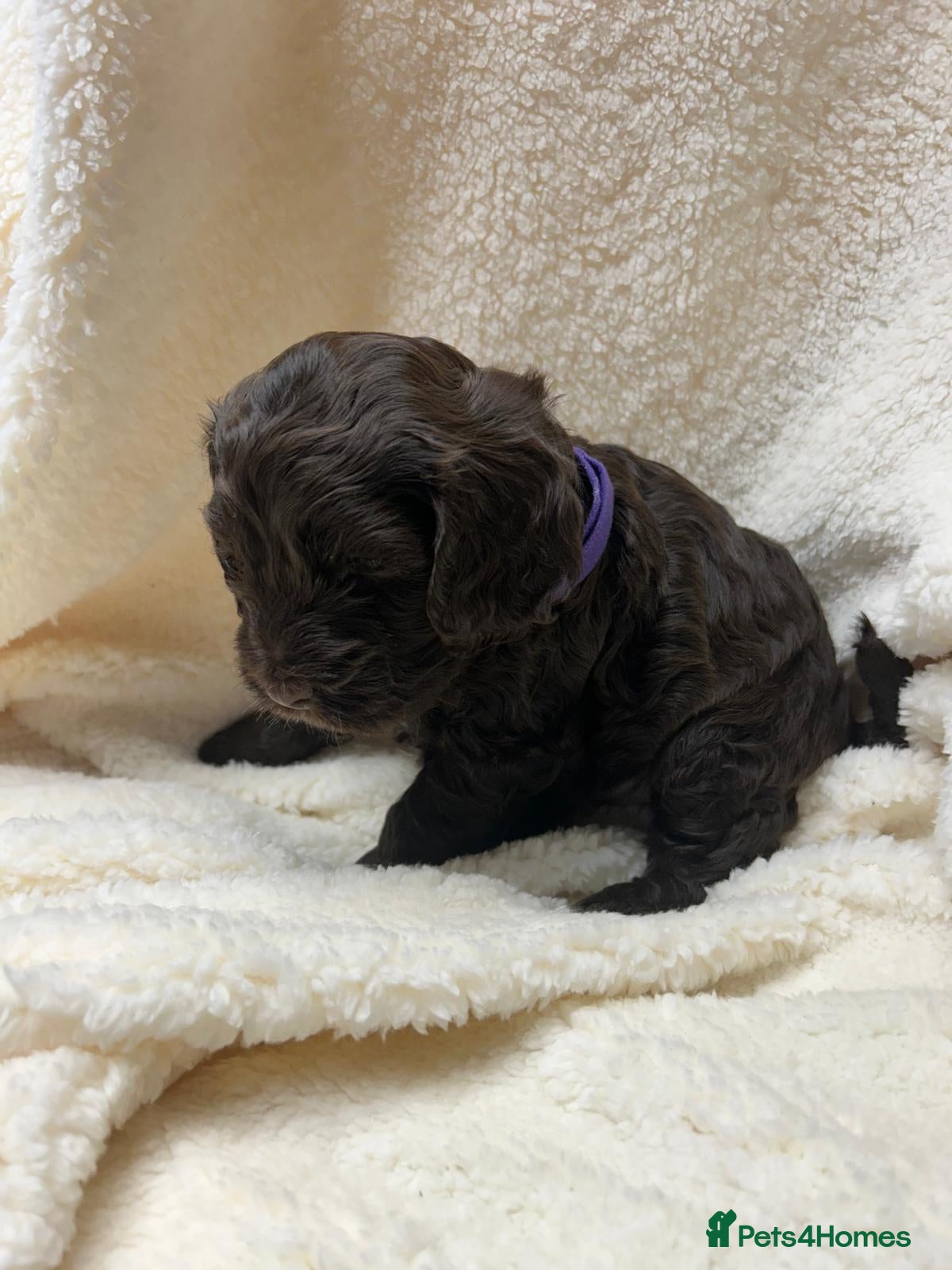 Cockapoo dogs Cockapoo puppies  - Advert 2