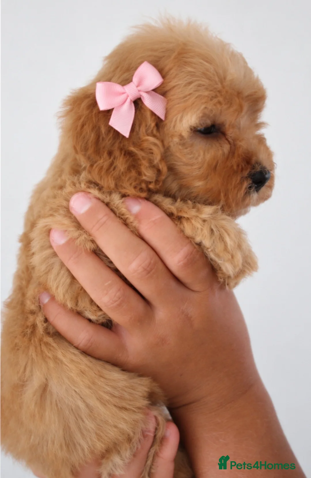 Cavapoochon dogs for sale: Beautiful Cavapoochon puppies available  - Advert 10