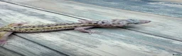 Leopard Gecko reptiles for sale: Reptile rack and breeding groups available  - Advert 10
