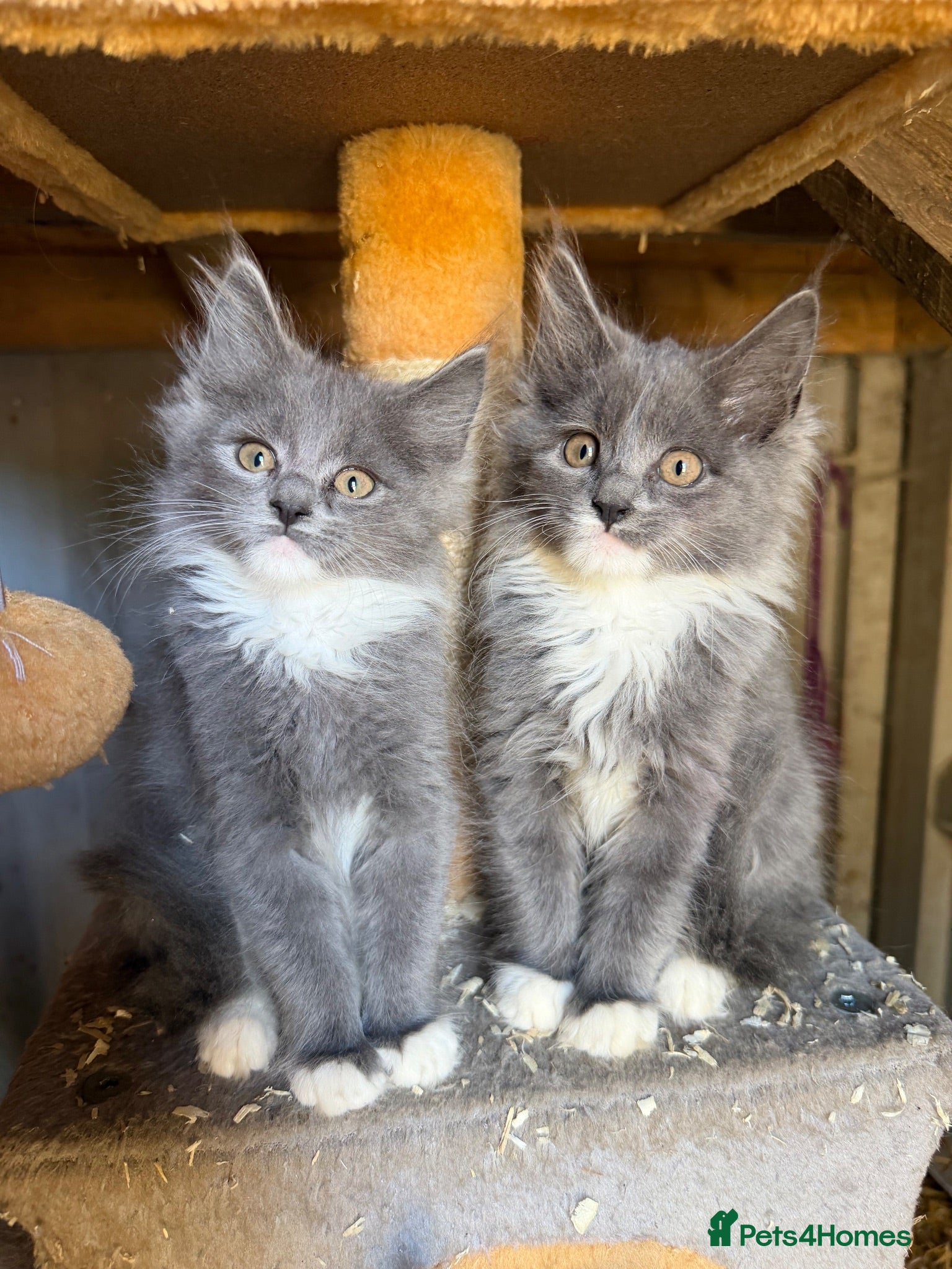 Maine Coon cats 10 week old main coon kittens🐾 - Advert 4