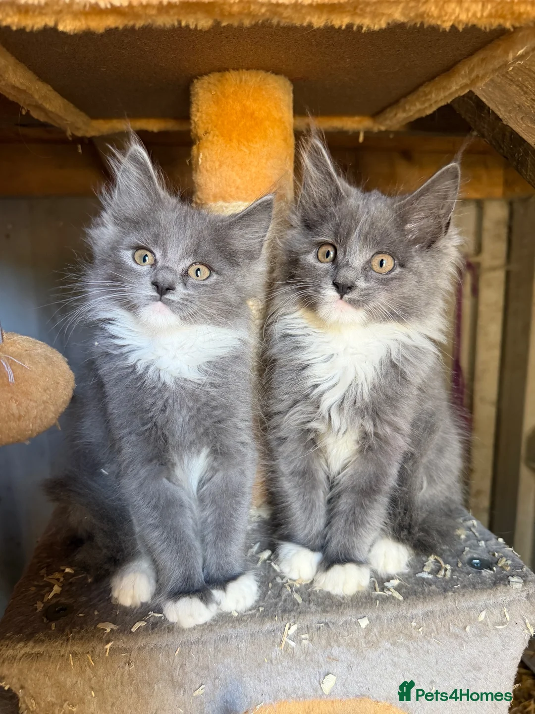 Maine Coon cats for sale: 10 week old main coon kittens🐾 in Manchester - Advert 1