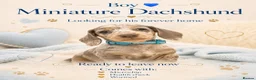 Miniature Dachshund dogs for sale: Miniature Dashounds puppy’s  - Advert 3