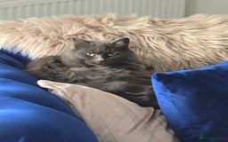 Russian Blue cats for sale: Longhaired Russian Blue Female - Image 5
