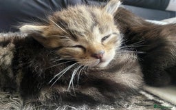 Bengal cats for sale: Mixed Stunning Bengals  - Image 7
