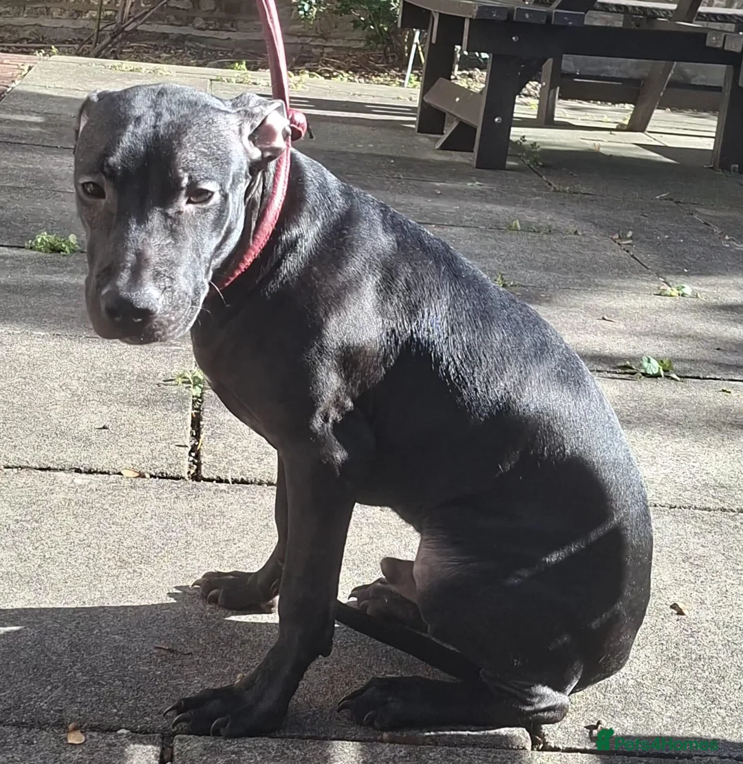 American Bull Staffy dogs for sale: Irish staff  - Advert 2