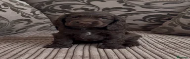 Cocker Spaniel Puppy 6