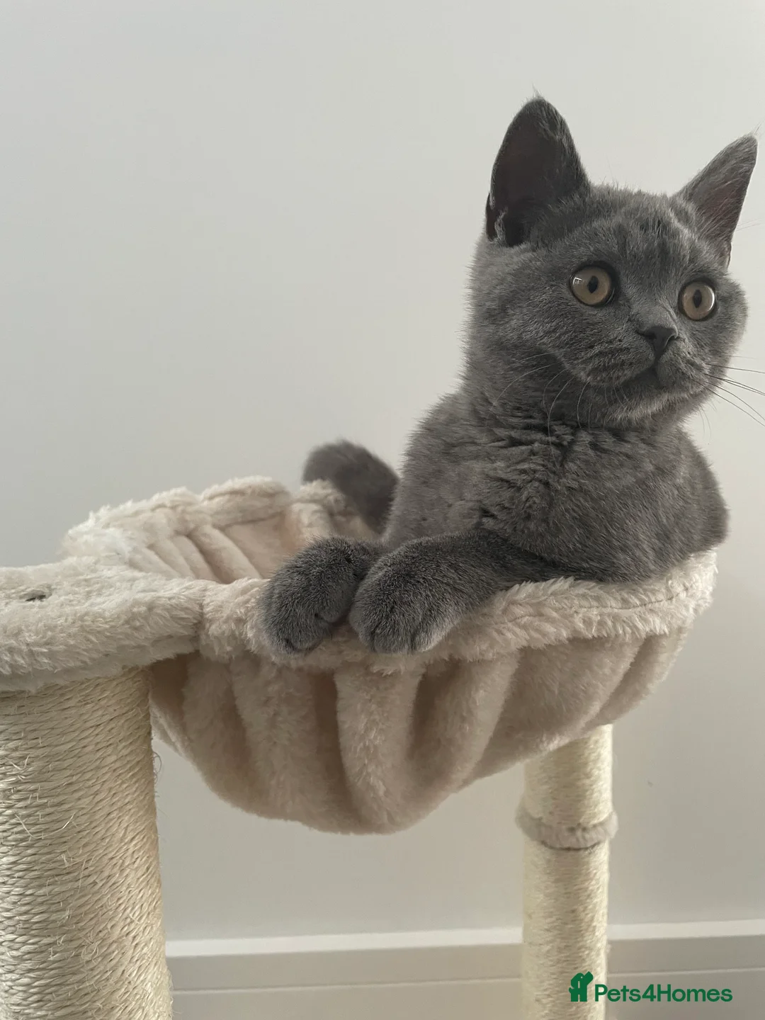 British Shorthair cats for sale: 11 month old British Blue for Sale - Advert 1
