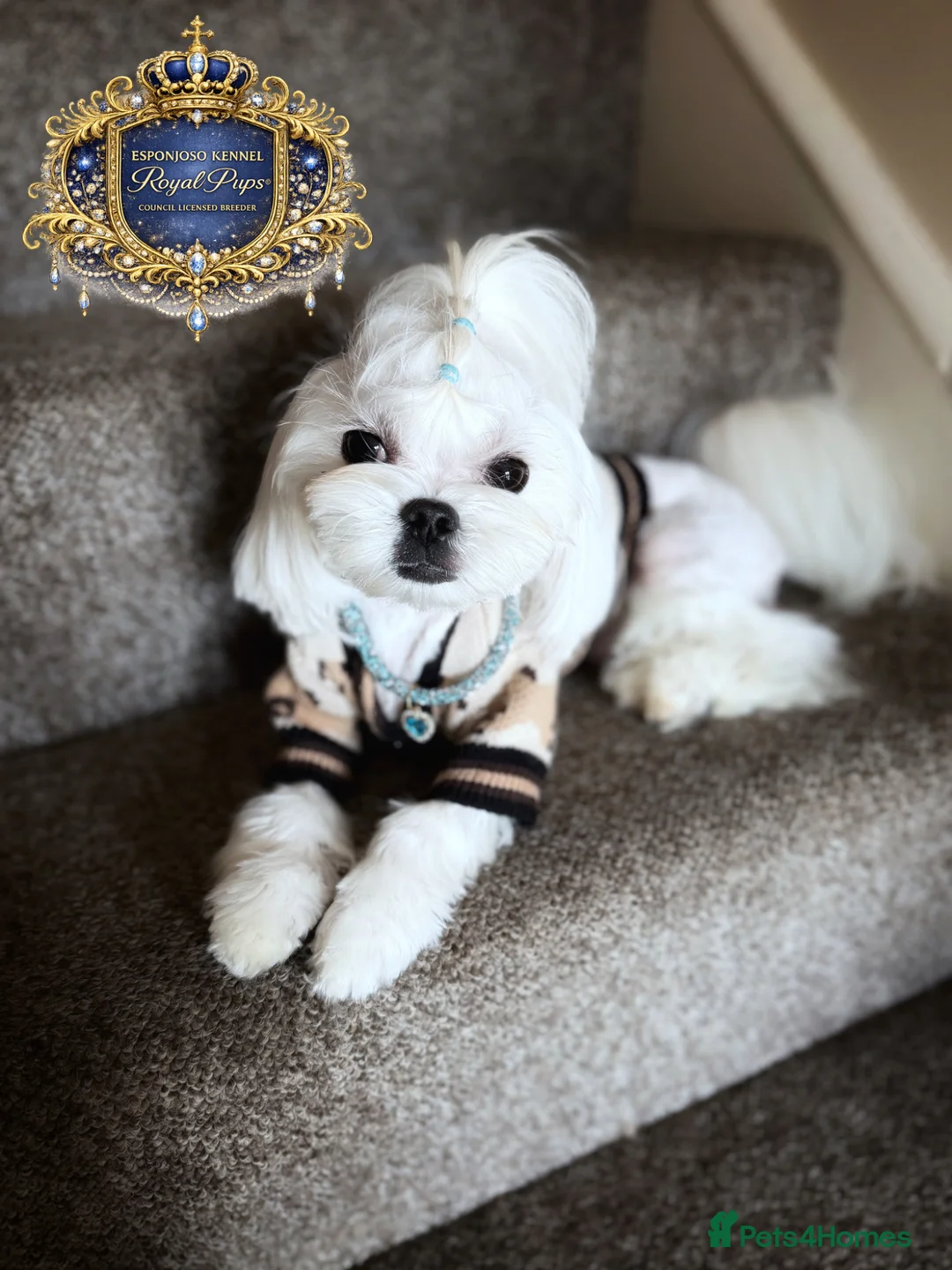 Maltese dogs for stud: 👑Exquisite KC Korean Maltese Stud DNA Clear👑 - Advert 2