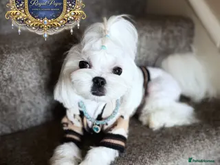 Maltese dogs 👑Exquisite KC Korean Maltese Stud DNA Clear👑 - Advert 1