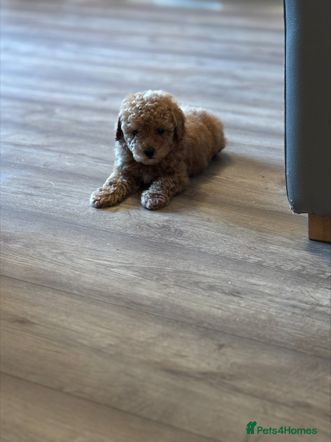 Toy Poodle dogs for sale: RED TOY POODLES - Image 3