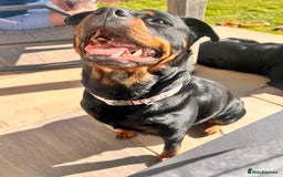 Rottweiler dogs for sale: Female Rottweiler  - Image 1