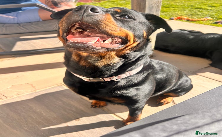Rottweiler dogs - Advert 1