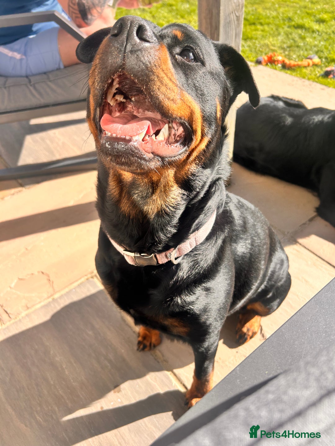 Rottweiler dogs for sale: Female Rottweiler  - Image 1