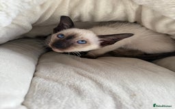 Siamese cats for sale: Siamese kittens - girls  - Image 15
