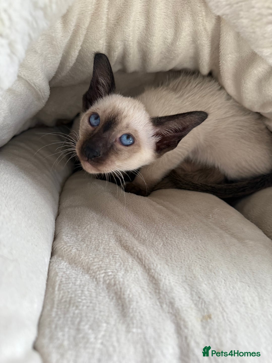 Siamese cats for sale: Siamese kittens - girls  - Image 15