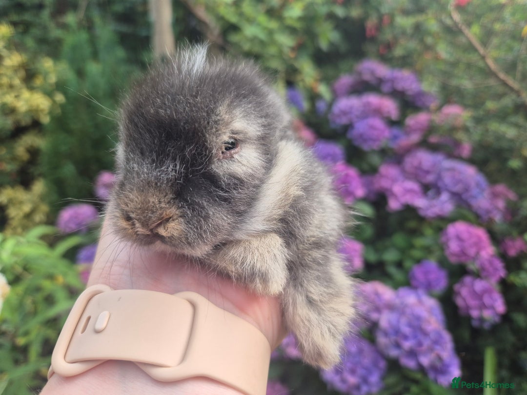 Angora rabbits for sale: 😍Large Angora babies- parents imported from 🇫🇷  - Image 16