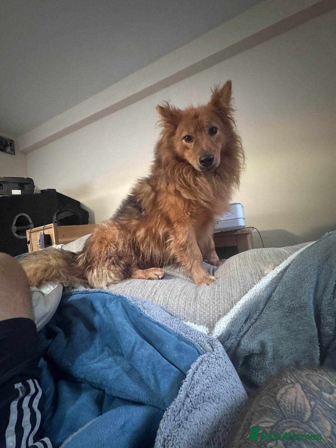 Mixed Breed dogs for adoption: MONTY – an example of Resilience and Devotion - Advert 29