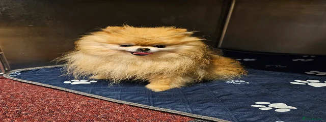paddy