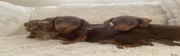 Miniature Dachshund dogs for sale: Dachshund puppies  - Advert 6