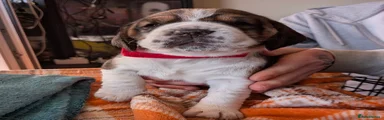 Beagle Puppy 4