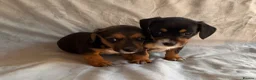 Jack Russell dogs for sale: Miniature Jack Russell puppies  - Advert 15