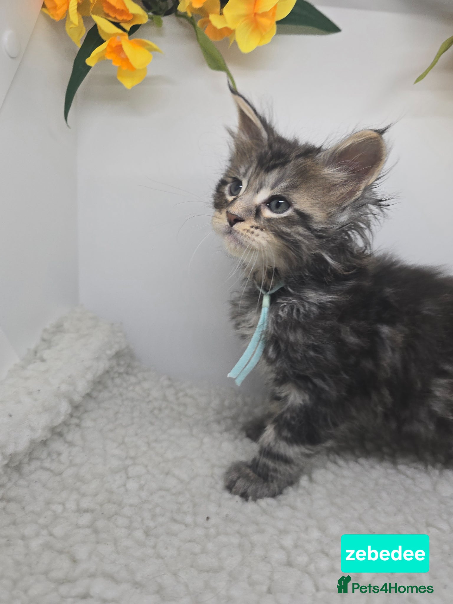 Maine Coon cats Stunning Maine Coon Kittens - LAST TWO! - Advert 2