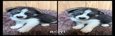 Siberian Husky 2