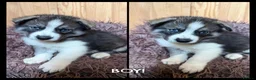 Siberian Husky dogs for sale: ​Gorgeous Siberian Husky Puppies in Peterborough - Advert 5