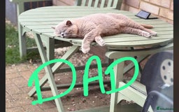 British Shorthair cats for sale: 🌟 Adorable British Shorthair Kittens – Ready! 🌟 - Image 27