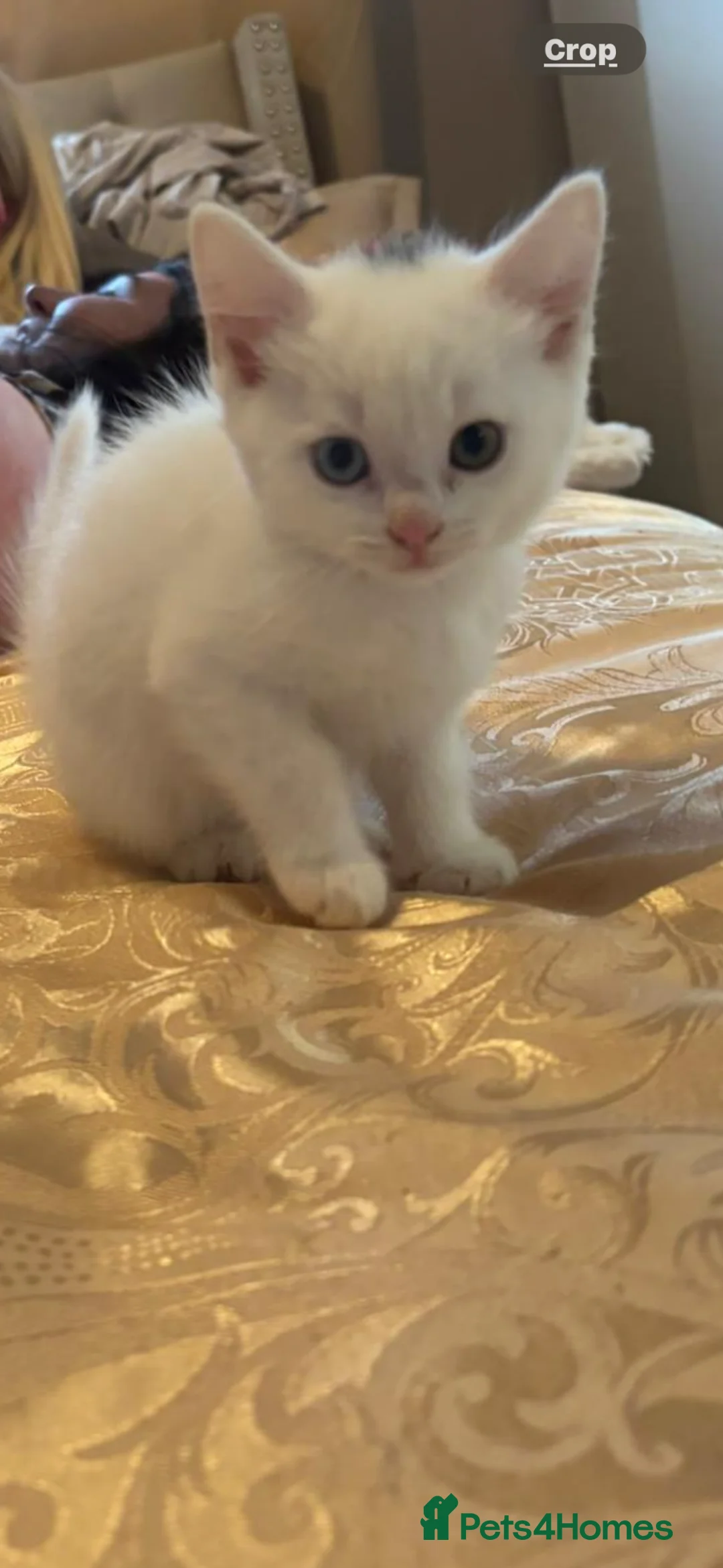Maine Coon cats for sale: Maine Coon mixed breed - Advert 10