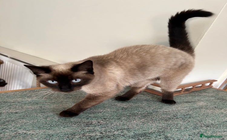 Ragdoll cats - Advert 14
