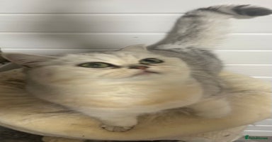 British Shorthair cats - Advert 9