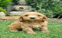 Cockapoo dogs for sale: Toy cockapoo - Image 3