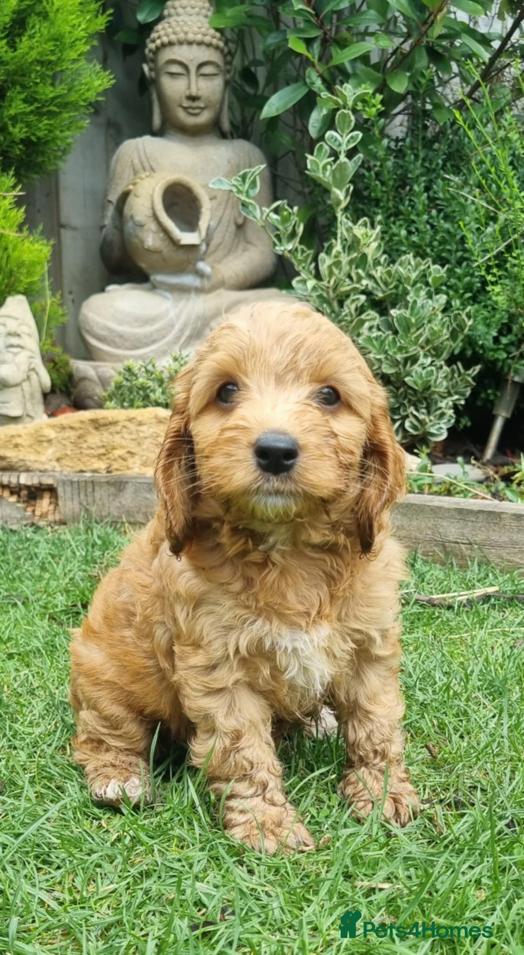 Cockapoo dogs for sale: Toy cockapoo - Image 3
