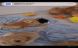 Maltipoo dogs for sale:  multipoo - Image 8