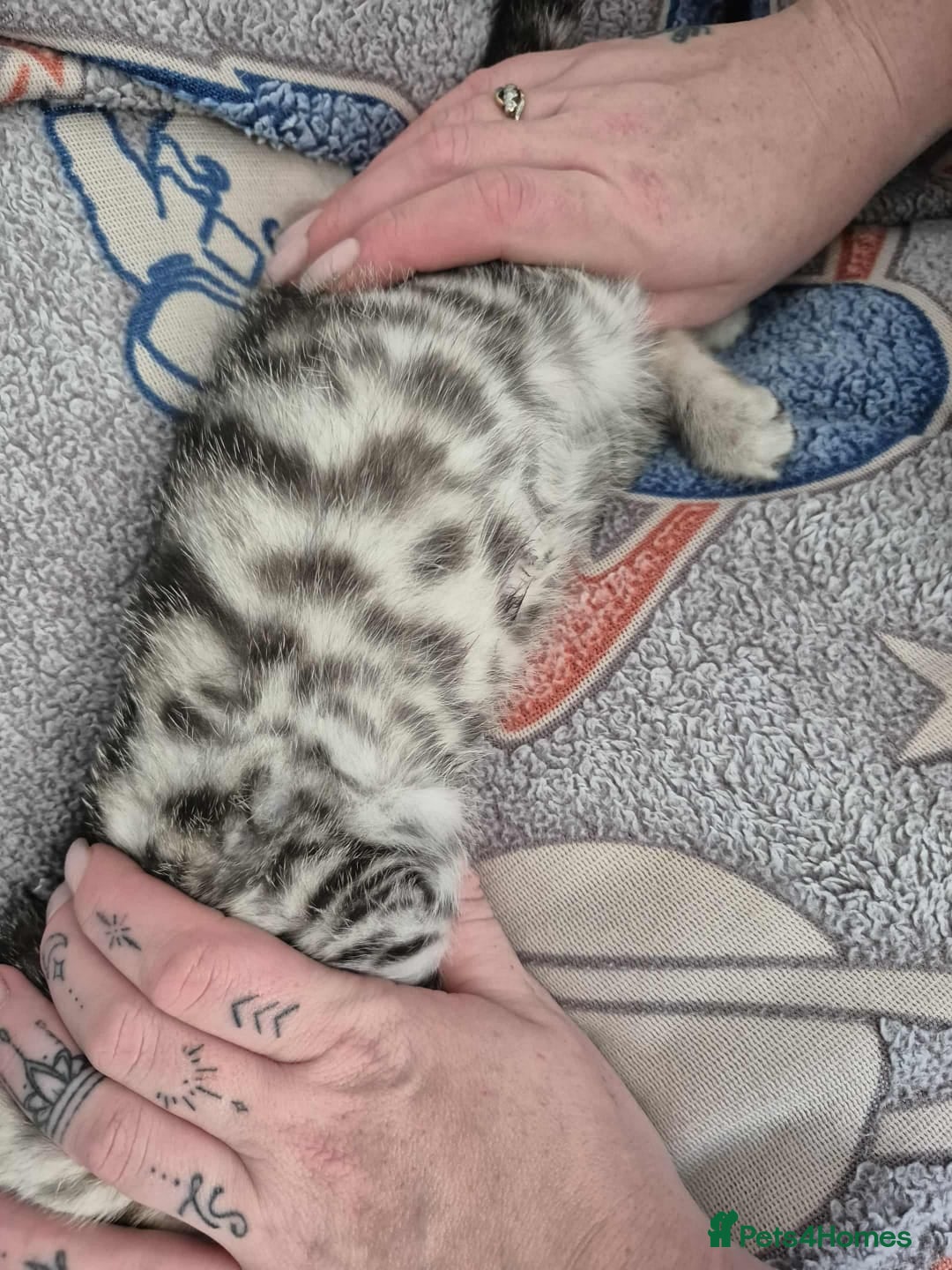 Mixed Breed cats for sale: Mixed bengal kittens  - Image 29