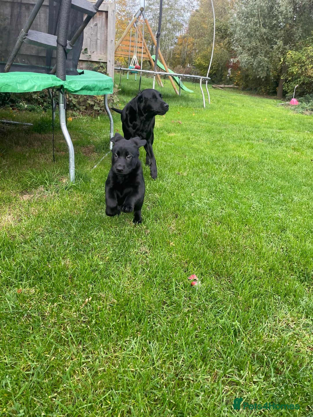 Mixed Breed dogs for sale: Shepadors  - Image 9