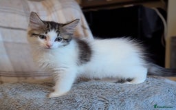 Maine Coon cats for sale: Maine coon X Ragdoll kitten, one boy left - Image 2