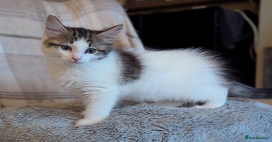 Maine Coon cats - Advert 4
