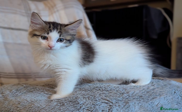 Maine Coon cats - Advert 3