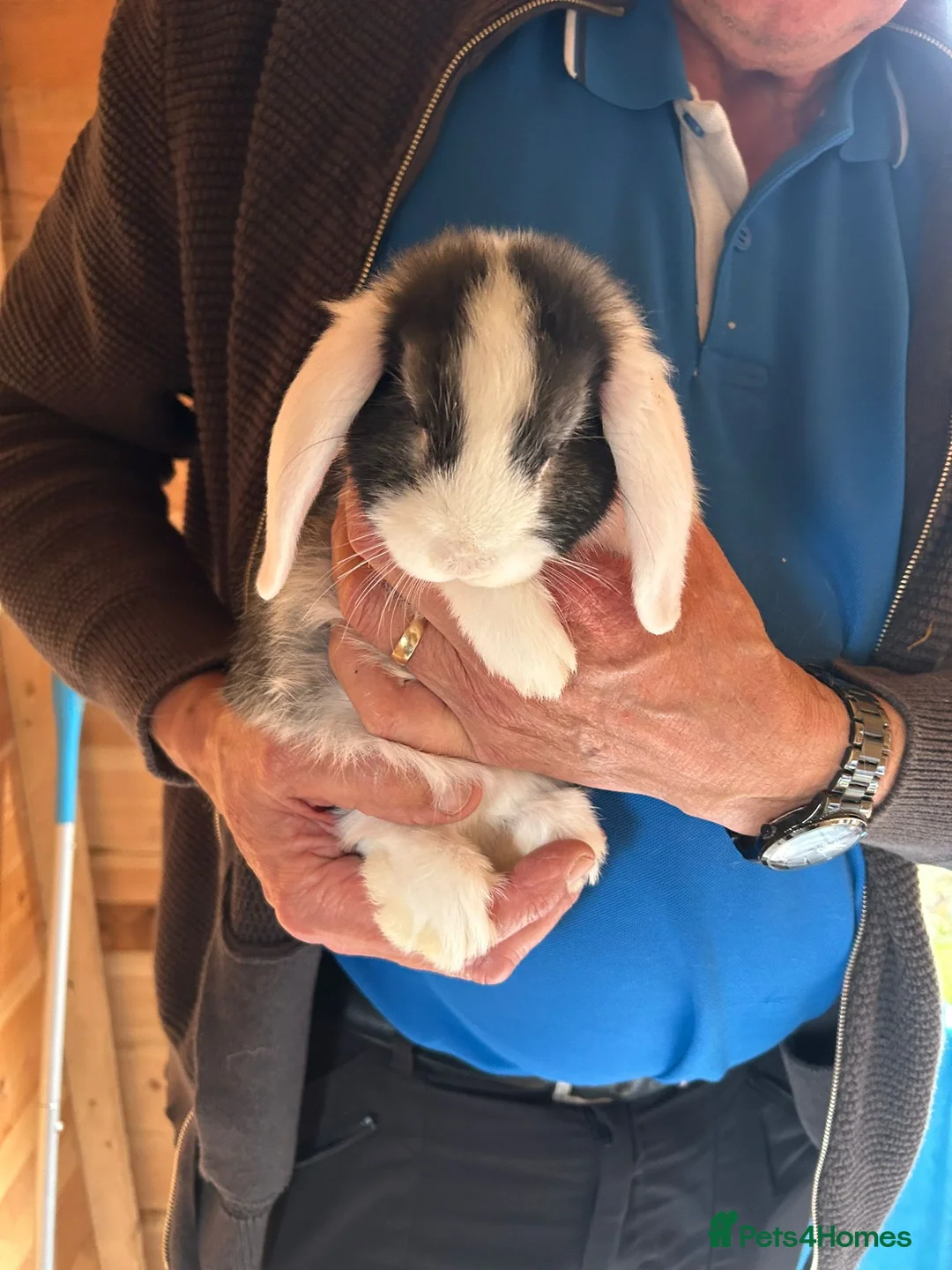 Mini Lop rabbits for sale: Mini lop bunnies  - Advert 4