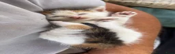 Mixed Breed cats for sale: 5 gorgeous kittens for sale  - Advert 9