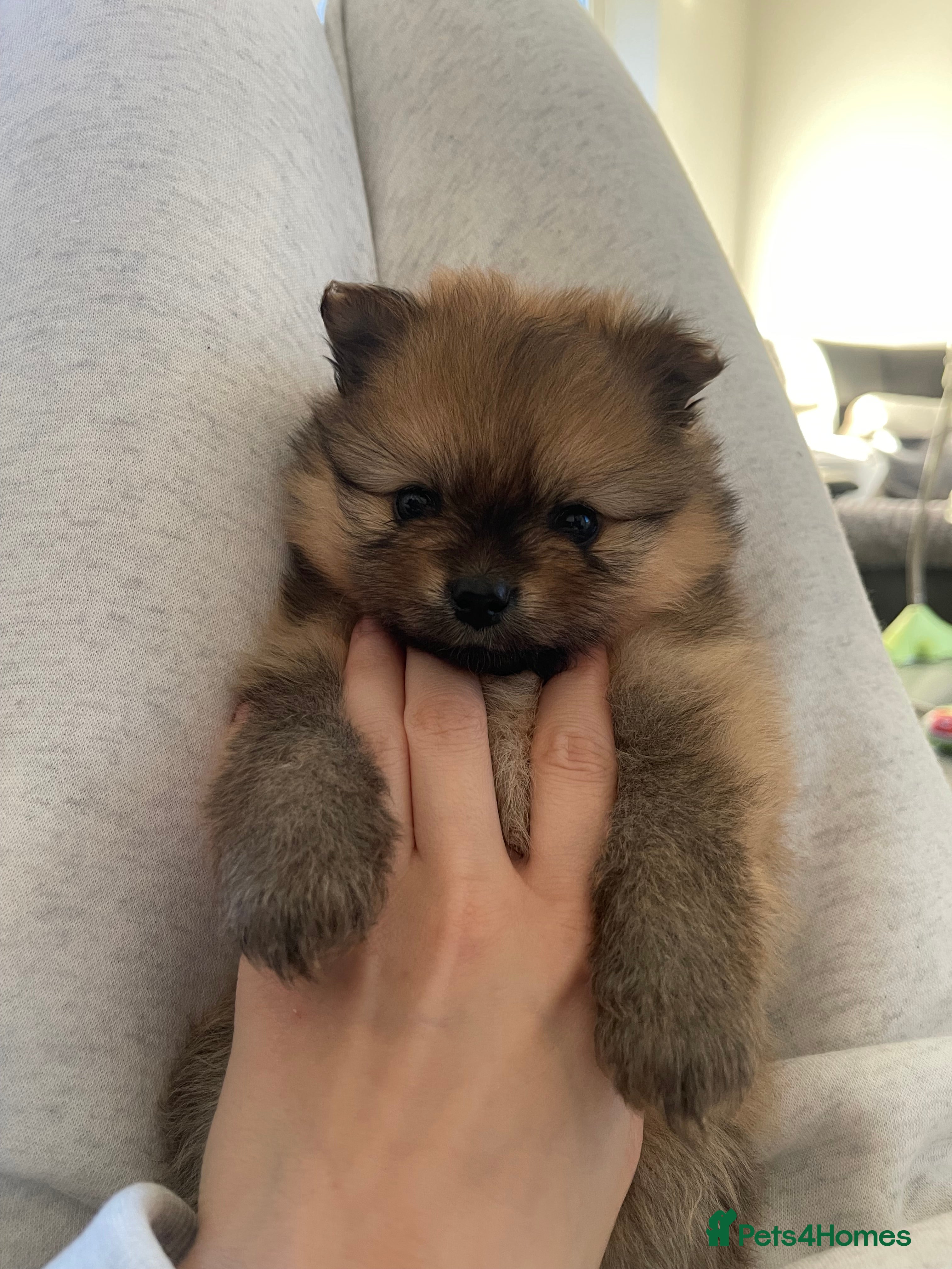 Pomeranian dogs Pomerian puppies  - Advert 12