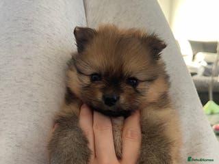 Pomeranian dogs Pomerian puppies - Advert 1