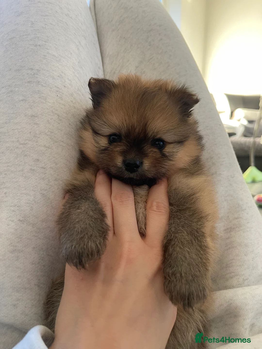 Pomeranian dogs for sale: Pomerian puppies  - Advert 3